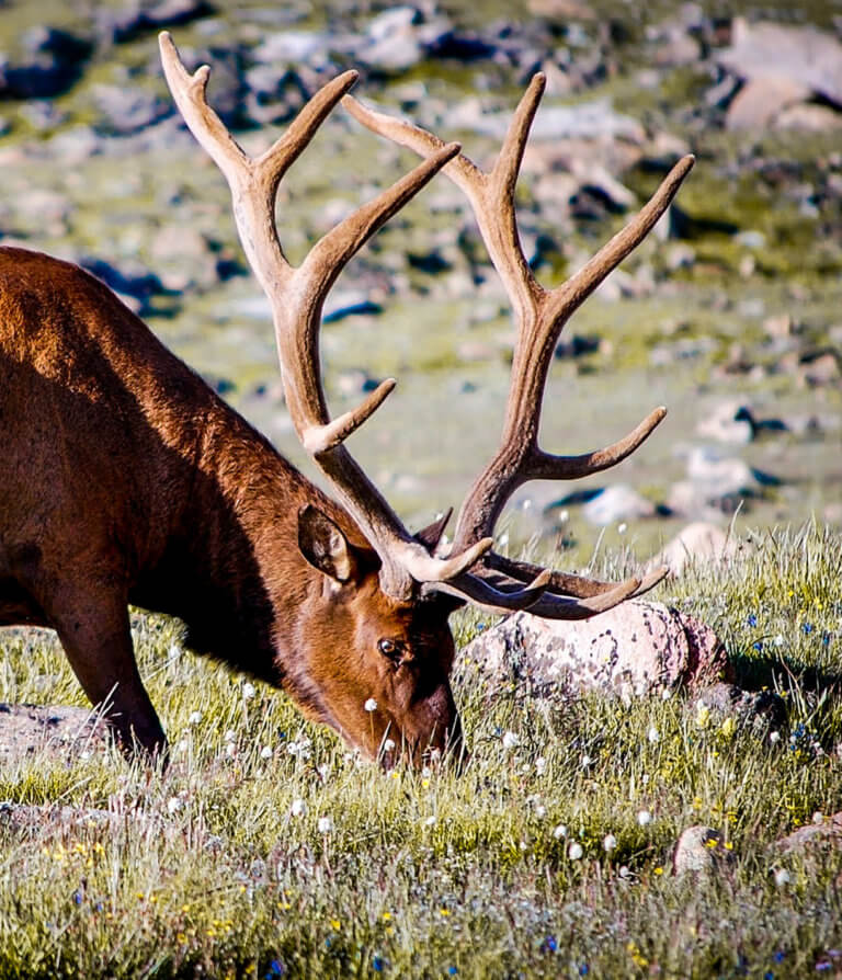 chasse cerf guide professionnel pyrenees - Hunting Trip