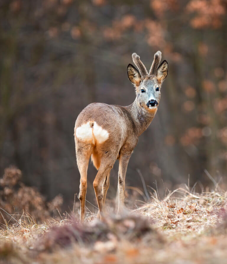 Chasse chevreuil montagne Pyrénées guide professionnel