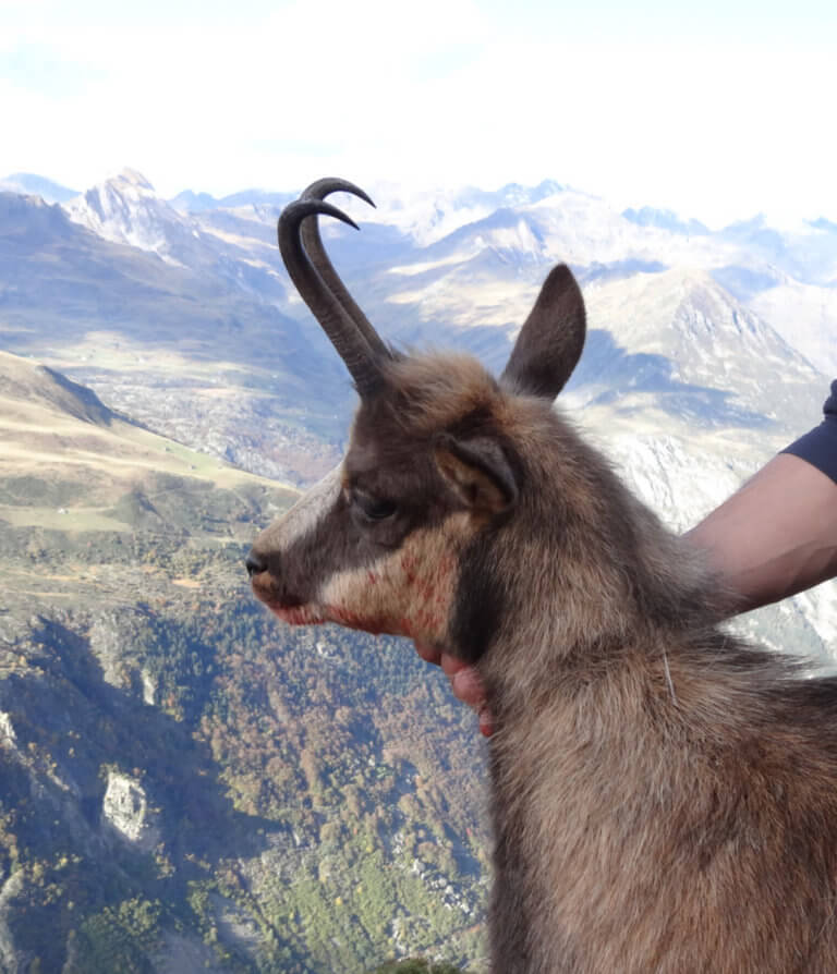 Chasse à l'isard Pyrenees Guide Professionnel