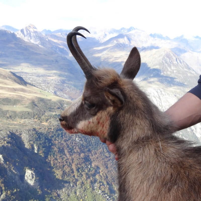 Chasse à l'isard Pyrenees Guide Professionnel