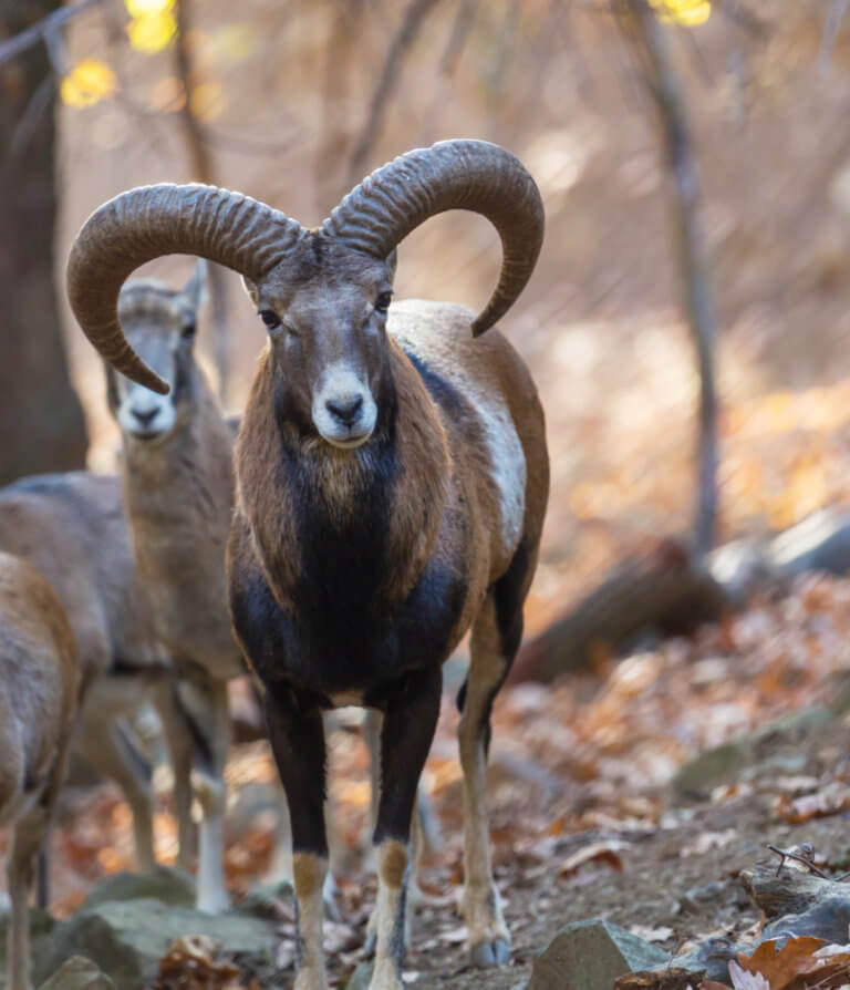 chasse mouflon pyrenees guide pro - Séjours chasse