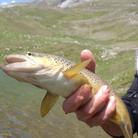 peche hautes pyrenees guide pro - Pêche